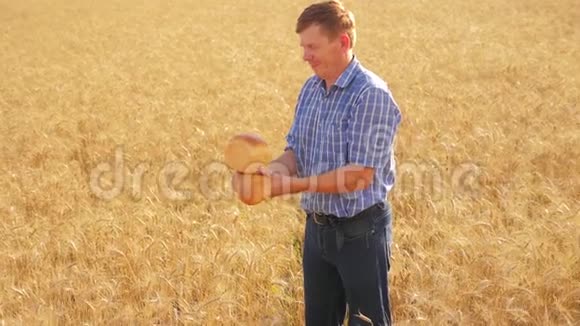 老农家面包师在成熟的麦田里过着黄金面包的生活方式和面包慢动作视频收获时间老了视频的预览图