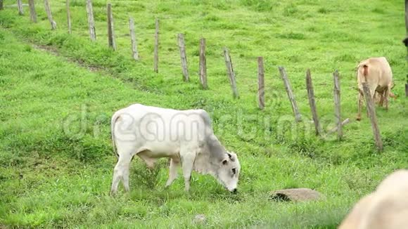公牛在牧场吃草视频的预览图