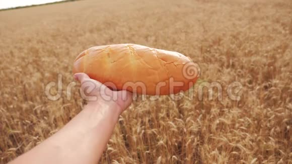 人在麦田里捧一块面包生活方式慢动作视频小麦领域的成功农学家收获时间视频的预览图
