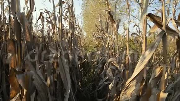 洛梅利纳乡村日落时的玉米地视频的预览图