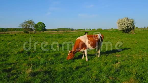 夏天奶牛在草地上放牧视频的预览图