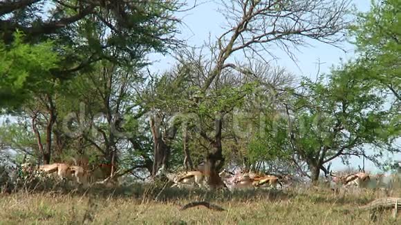 塞伦盖蒂河上的羚羊视频的预览图