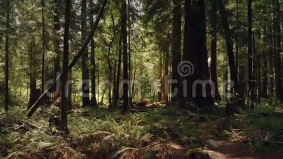 穿过美丽的夏季森林视频的预览图