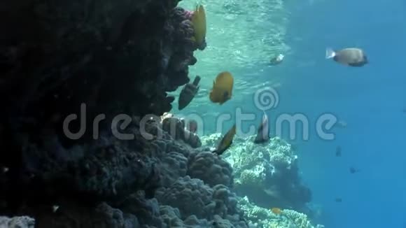 在干净的蓝色背景下的红海里的珊瑚鱼视频的预览图