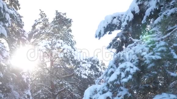 冬树顶松雪枝日光在日落时眩光冬景冬日阴天树梢视频的预览图