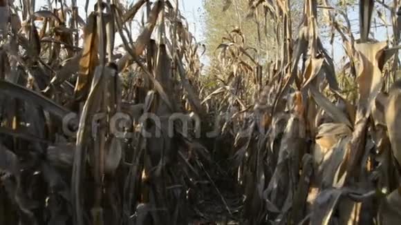 洛梅利纳乡村日落时的玉米地视频的预览图