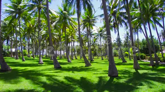 法属波利尼西亚热带岛屿上的棕榈树视频的预览图