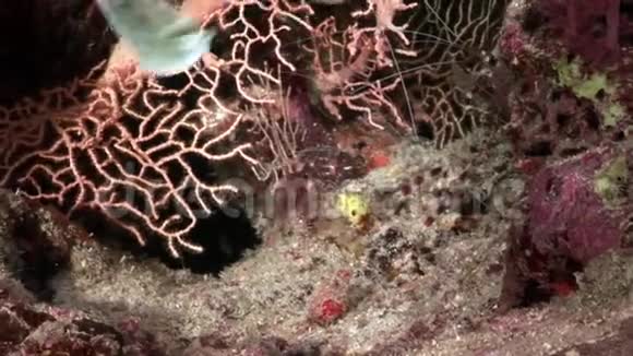 玻璃透明虾清洁水下红海视频的预览图