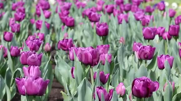紫色郁金香花视频的预览图
