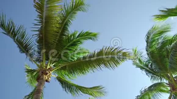 椰子树的叶子在蓝天的风中飞舞从底部看阳光明媚的一天墨西哥玛雅视频的预览图