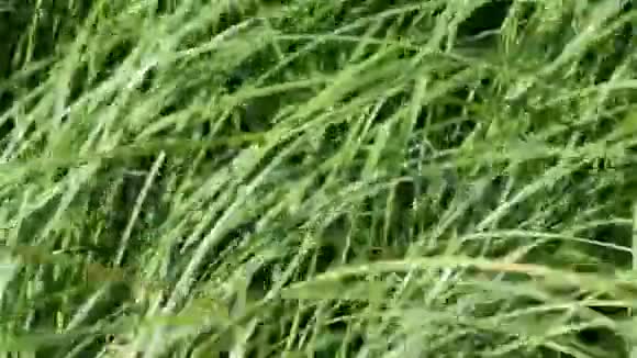 绿色的草地有绿色的自然背景视频的预览图