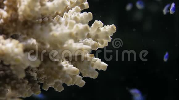 阿卡波拉珊瑚礁健康状况良好水下有数百万条幼鱼视频的预览图