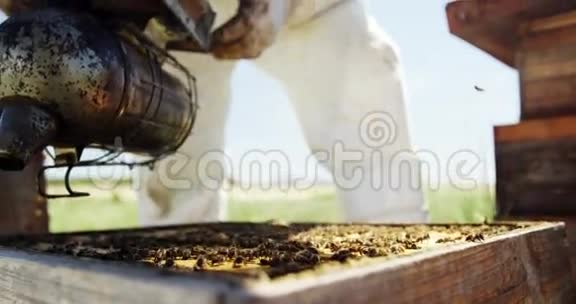 养蜂人抽着蜂巢视频的预览图