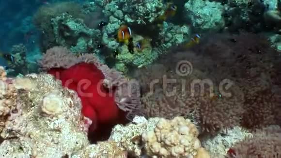 海水中鲜红的海葵中的小丑鱼视频的预览图