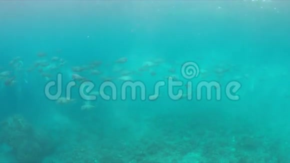 珊瑚礁上的驼鹿鹦鹉学校4k视频的预览图