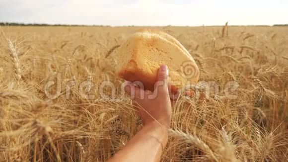 人们在生活方式中拿着面包在麦田里慢动作录像小麦领域的成功农学家收获视频的预览图