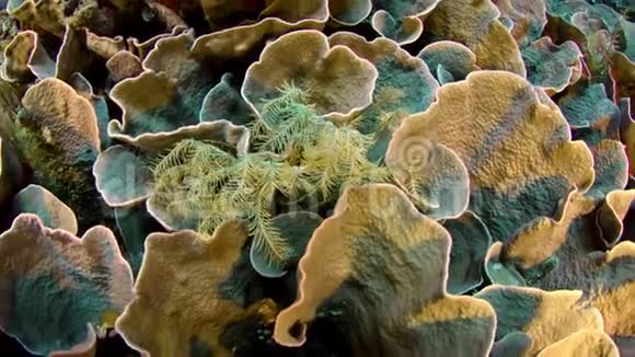 拍摄于完整的珊瑚礁上有珊瑚和许多热带鱼动作缓慢视频的预览图