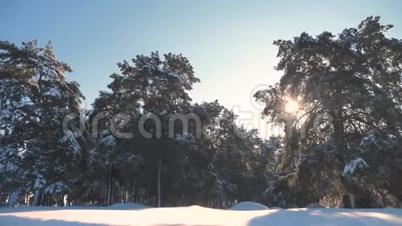 冬松日林中雪的阳光运动冻霜圣诞新年树新概念冬季视频的预览图