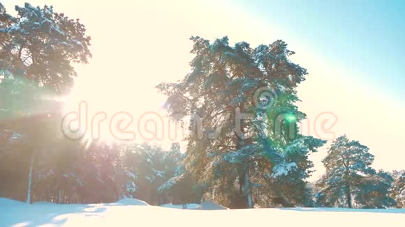 冬松林中雪的阳光运动冰冻霜的生活方式圣诞新年树新概念视频的预览图