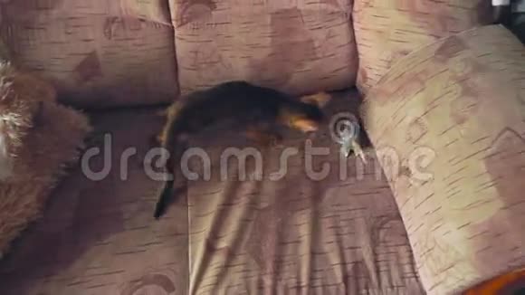 阿比西尼亚小猫在玩视频的预览图