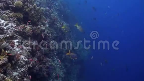珊瑚礁有很多鱼视频的预览图