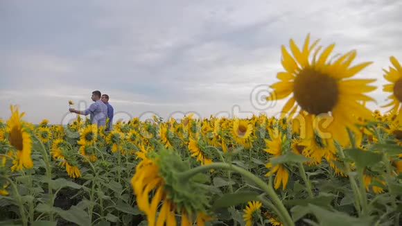 两名农民男子在田间慢动作视频中探索步行检查向日葵作物麦田夏田视频的预览图
