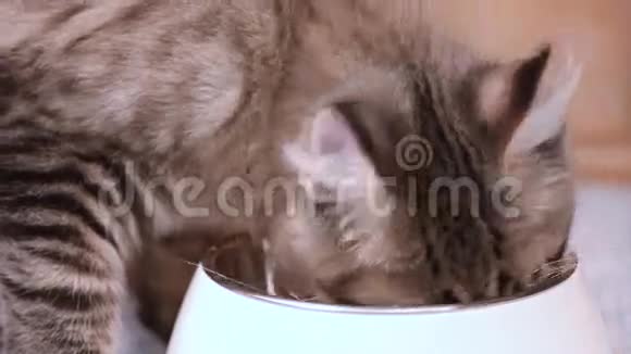 缅因州的猫吃视频的预览图