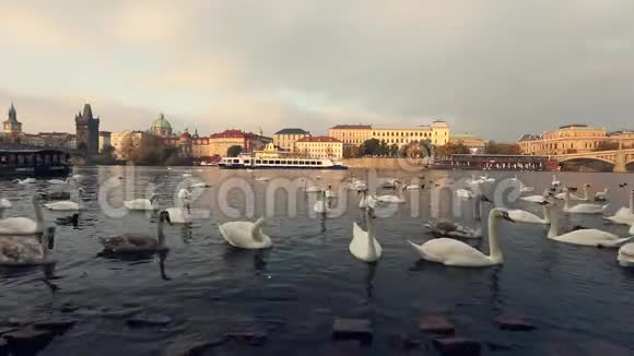 伏尔塔瓦河上的天鹅布拉格的天鹅全景广角老城区和查尔斯桥的景色视频的预览图