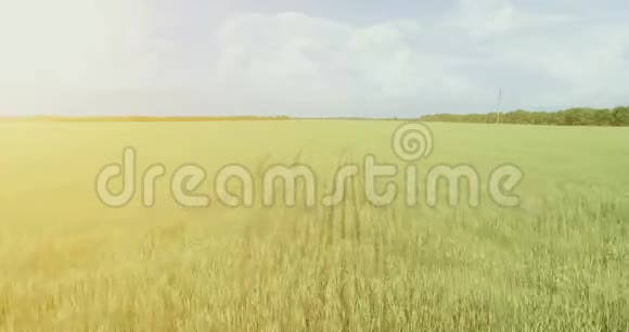 超高清4K鸟瞰图在绿色和黄色麦田上空低飞视频的预览图