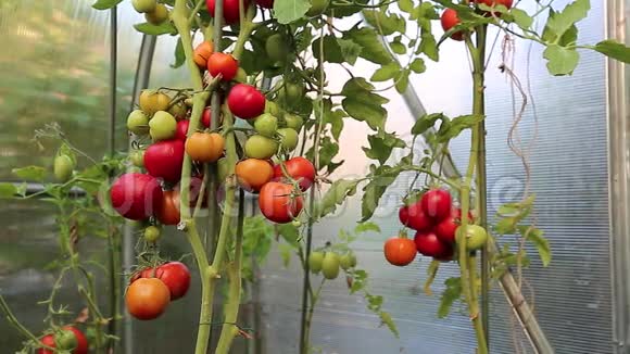 许多成熟的红西红柿视频的预览图