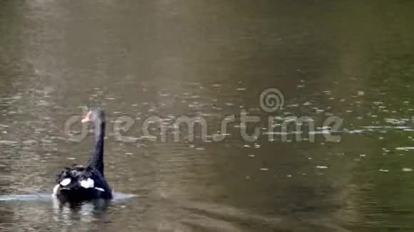 一群黑天鹅在池塘表面游泳视频的预览图