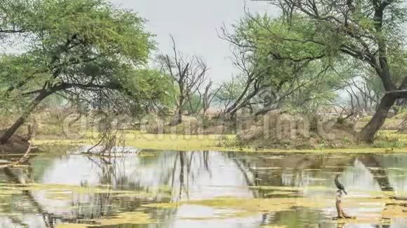 印度基奥拉多国家公园美丽的湖泊视频的预览图