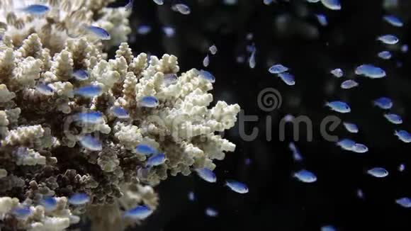 阿卡波拉珊瑚礁健康状况良好水下有数百万条幼鱼视频的预览图