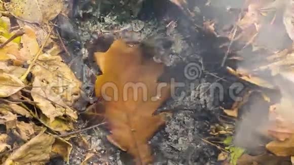 秋天一大堆树叶和树枝的灰烬中燃烧的大绿叶的时间推移视频4k3840像素24fps视频的预览图