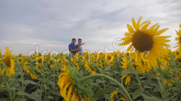 两名农民男子在田间慢动作视频中探索步行检查向日葵作物麦田夏田视频的预览图