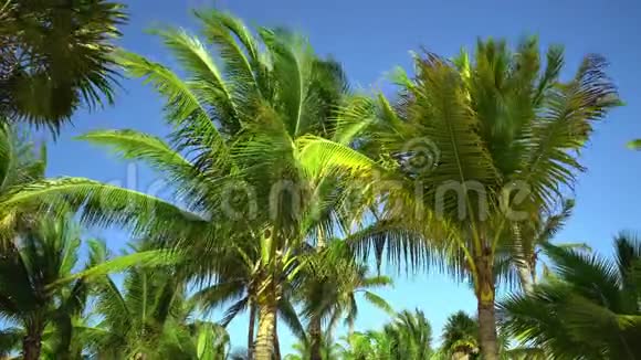 椰子树的叶子在蓝天的风中飞舞从底部看阳光明媚的一天墨西哥玛雅视频的预览图