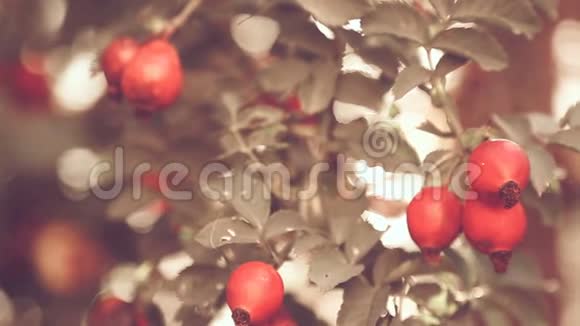 灌木枝上成熟的红莓视频的预览图