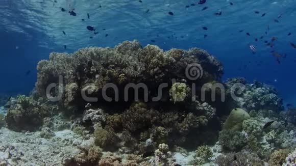 拍摄于完整的珊瑚礁上有珊瑚和许多热带鱼动作缓慢视频的预览图