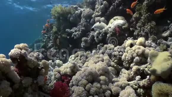水下珊瑚礁景观背景下的彩色鱼类流派视频的预览图