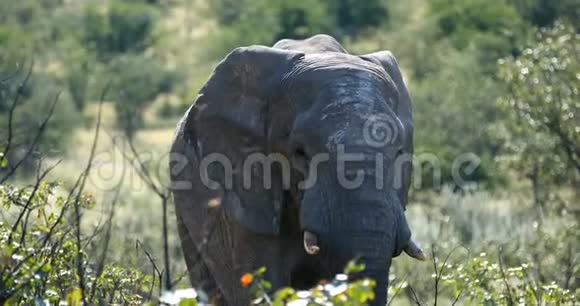 纳米比亚埃托沙国家公园的大型非洲象视频的预览图