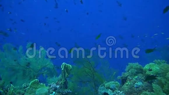 珊瑚礁有丰富的鱼类视频的预览图