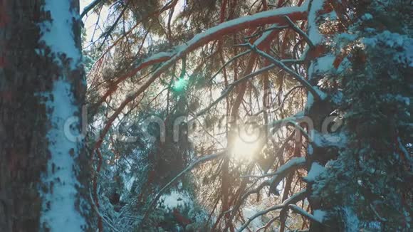 树顶冬天蓝天松雪树枝阳光在日落时照亮冬天的风景阴天的冬天树顶视频的预览图