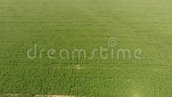 玉米地绿色的玉米在田野上绽放玉米芯的生长成熟期视频的预览图