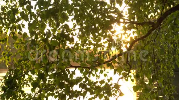 阳光明媚的树冠视频的预览图