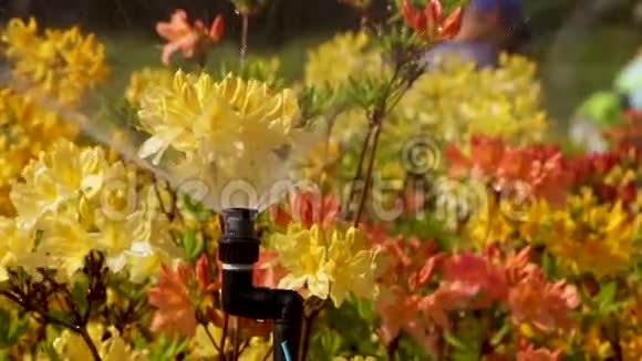 聪明的花园与全自动灌溉系统水杜鹃视频的预览图