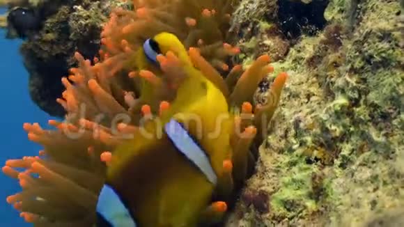 深海中的海葵和小丑鱼视频的预览图