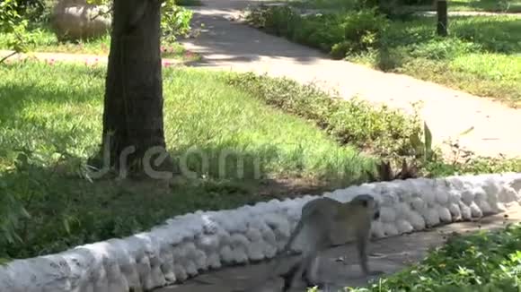 肯尼亚旅馆区的猴子视频的预览图