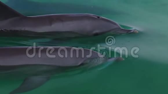 一只海豚在清澈的水里游泳视频的预览图