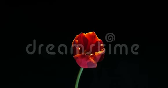 黑色背景下盛开的红色郁金香花时视频的预览图