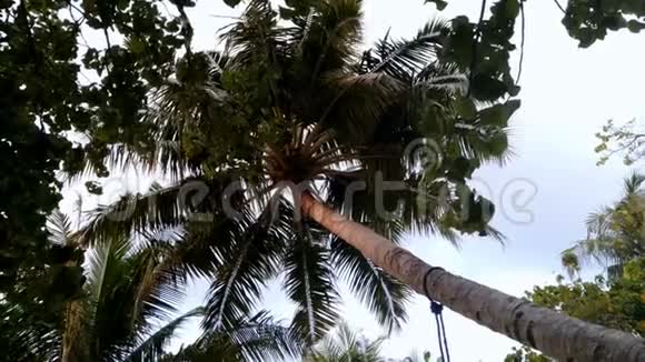 天空背景上的热带棕榈树视频的预览图